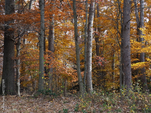 forest fall foliage