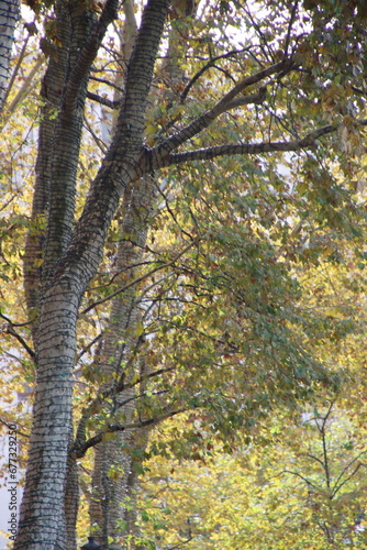 Autumn colors in the park