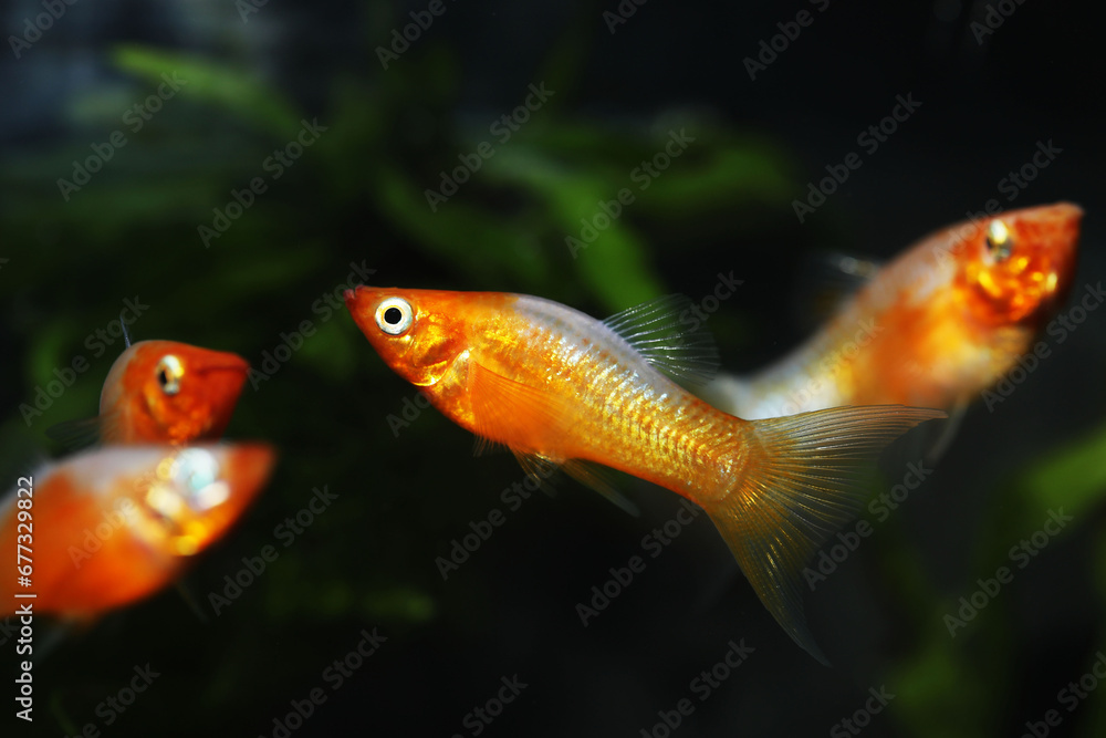 A group of White Copper Lyretail Molly with cresent tail A group of White Copper Lyretail Molly with cresent tail