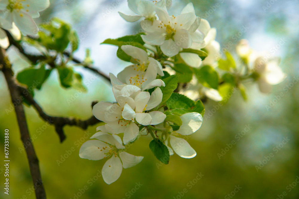 apple tree flowers apple tree flowers