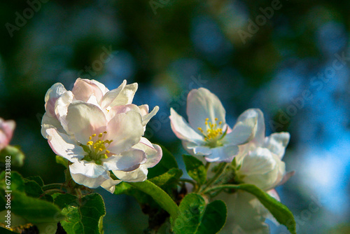 white magnolia flower