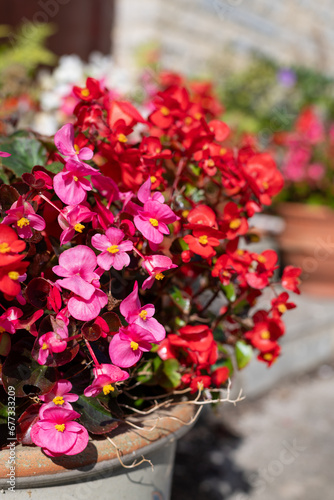 Wallpaper Mural Close up of begonia flowers in bloom Torontodigital.ca