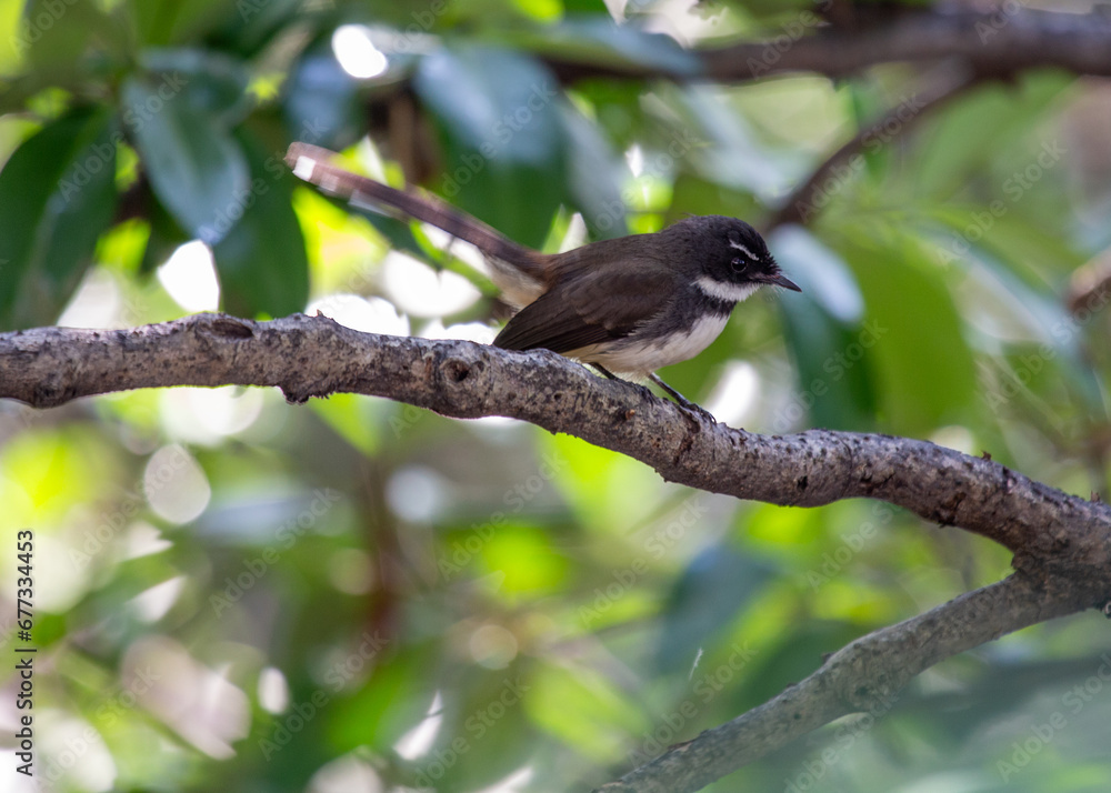 Malaysian Pied Fantail (Rhipidura javanica) spotted in Kuala Lumpur