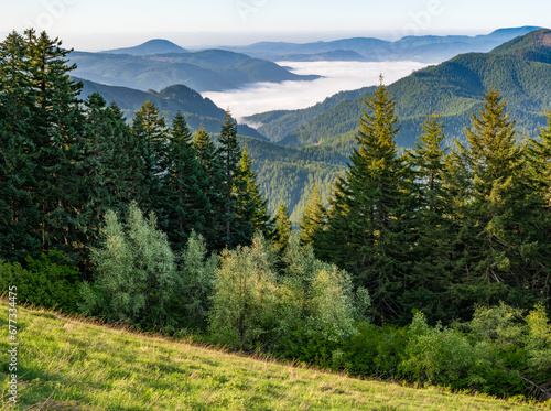 Valley Fog and Fir Trees in Western Oregon
