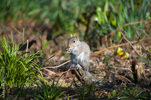 Gray small squirrel is siting on the branch in Hyde park UK and eating nut.
