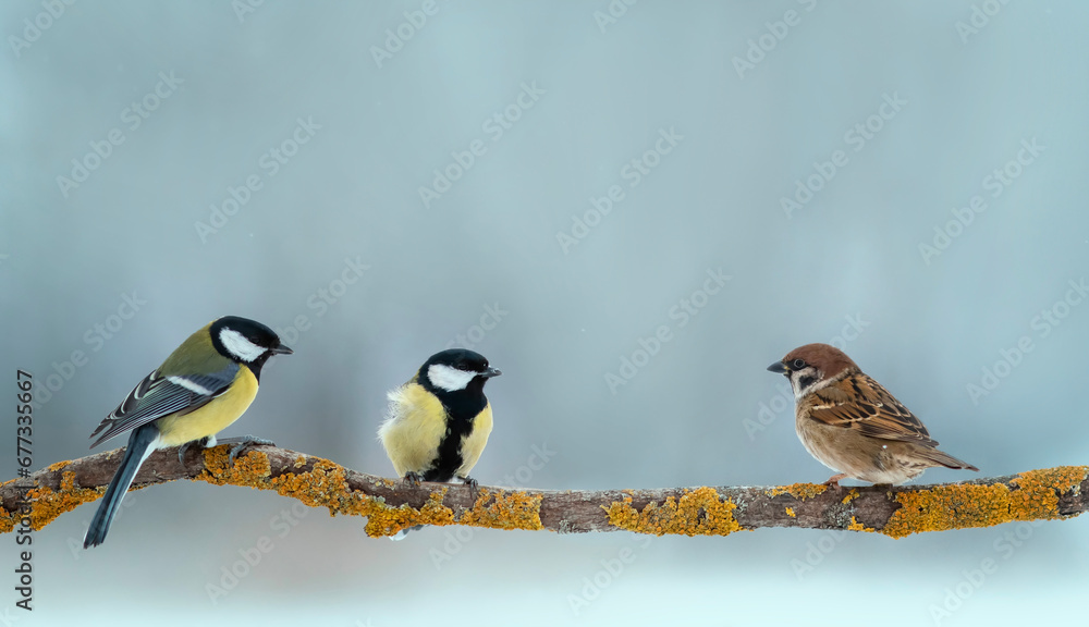 Fototapeta premium different birds sparrows and tits are sitting on a tree branch in a winter park