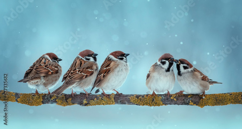  flock of funny birds sparrows sitting on a tree branch in a winter park under the snow