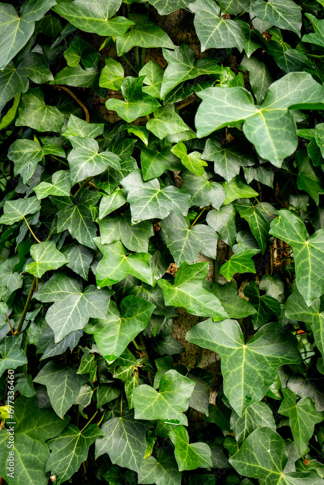 Texture green, Wall, green, leaves, plant, background green, Texture , Christmas Texture green, Wall, green, leaves, plant, background green, Texture , Christmas