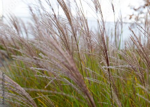 texture green  green  plant  background green  Texture  natural   Miscanthus plant   Miscanthus 