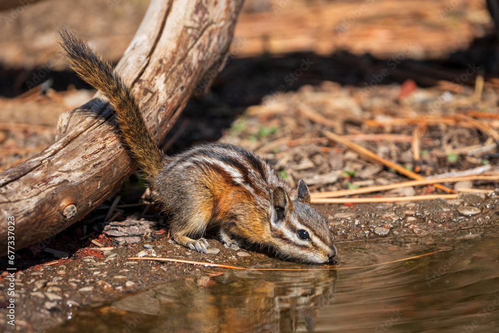 Drinking - Least Chipmunk (Tamias minimus) in Eastern Oregon. Drinking - Least Chipmunk (Tamias minimus) in Eastern Oregon.
