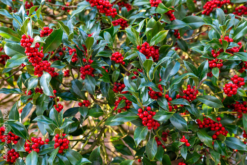 Yaupon tree with red berries against a green background. Ideal for illustrating vibrant plant life and seasonal beauty.