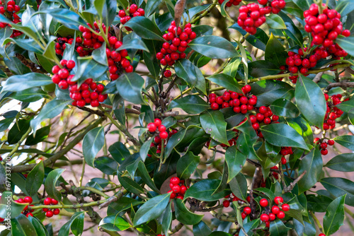 yaupon tree with red berries, Background, plant, tree, berries