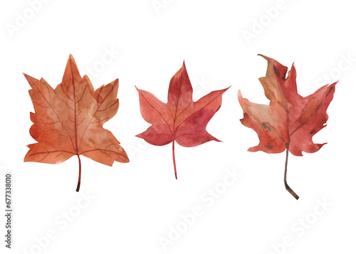 Set of maple yellow-orange leaves watercolor illustration on a white background  autumn leaf yellow-brown.