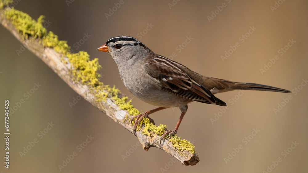 Obraz premium Lichen Covered Perch - White-crowned Sparrow (Zonotrichia leucophrys) Eastern Oregon