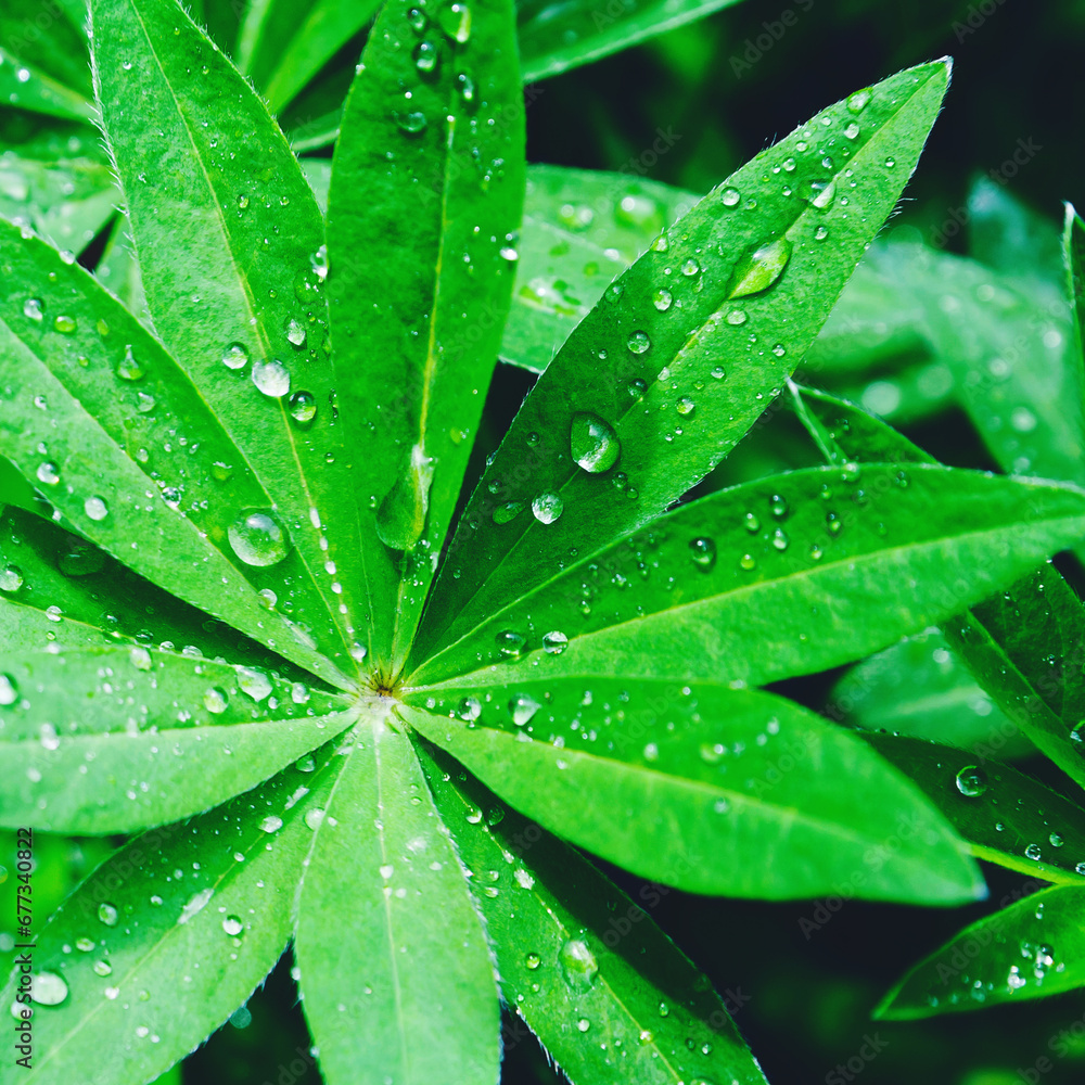 Beautiful close-up of lupins with raindrops. View from above. Beautiful close-up of lupins with raindrops. View from above.