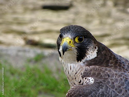 A closeup of the face of a Peregrine Falcon (Falco peregrinus)