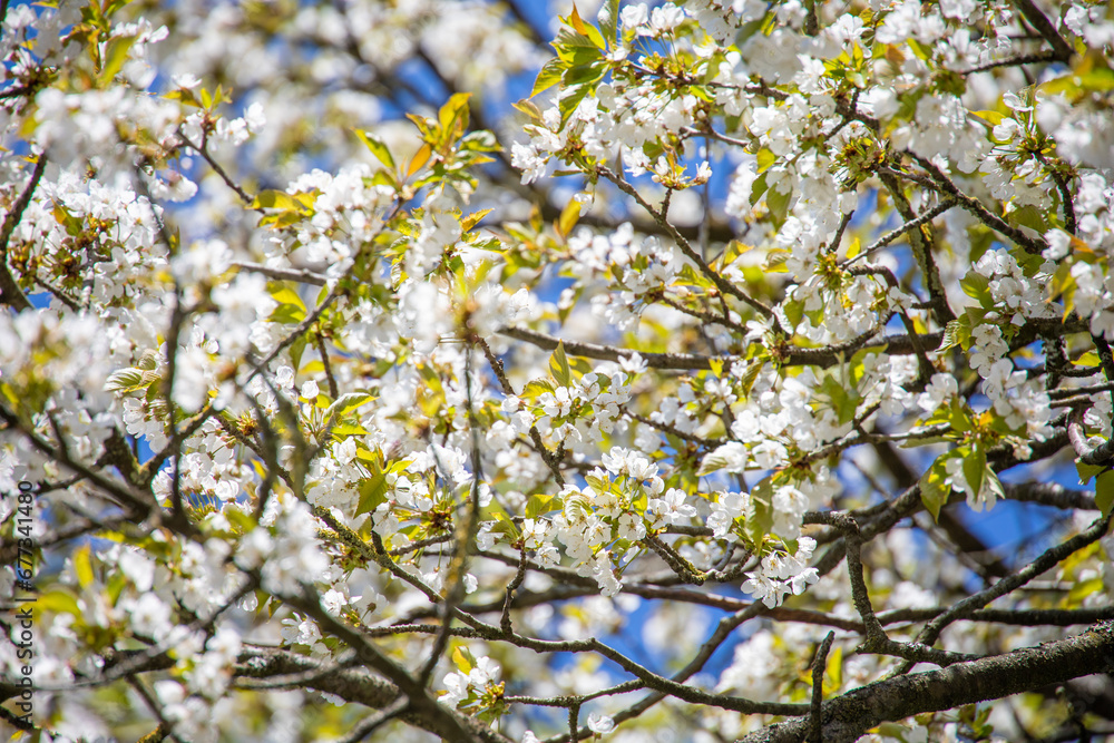 apfelblüte apfelblüte