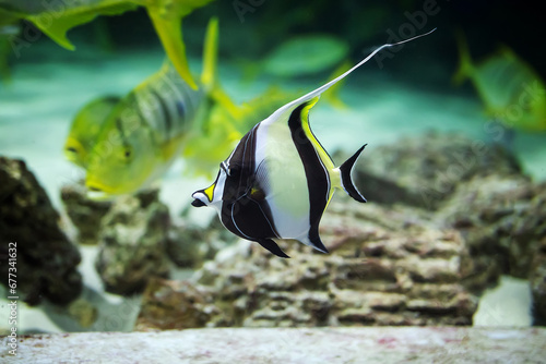 moorish idol fish ( zanclus cornutus ) swim in the aquarium photo