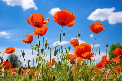 Bright poppies opening in a field on a sunny day © Dan