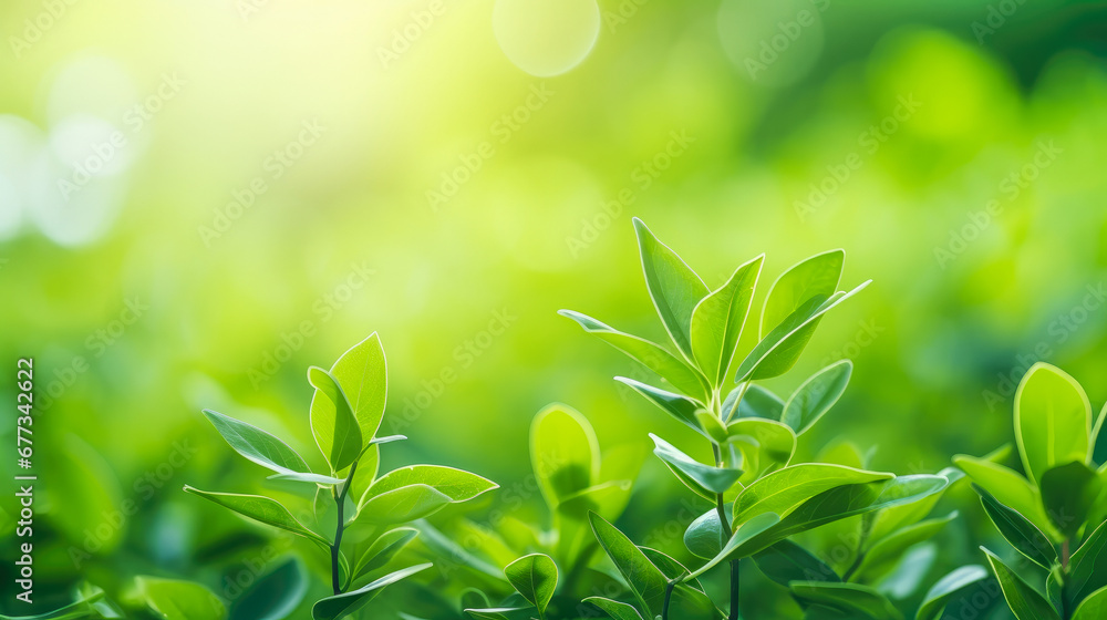 Close up of nature view green leaf on blurred greenery background under sunlight with bokeh and copy space using as background natural plants landscape, ecology wallpaper concept. Close up of nature view green leaf on blurred greenery background under sunlight with bokeh and copy space using as background natural plants landscape, ecology wallpaper concept.