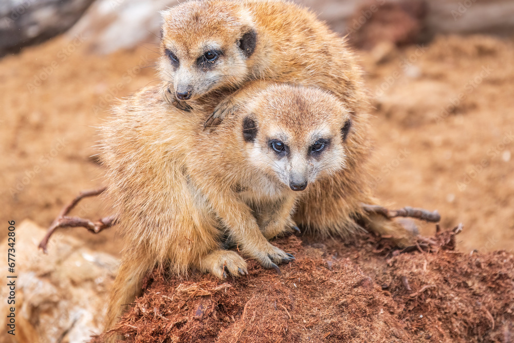Fototapeta premium A group of cute meerkats. Meerkat Family are sunbathing.