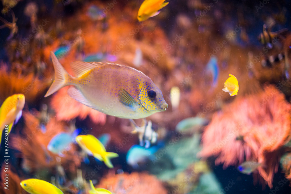 Naklejka premium Fisch Aquarium