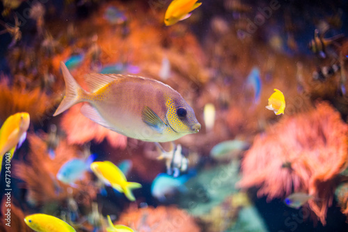 Fototapeta Naklejka Na Ścianę i Meble -  Fisch Aquarium