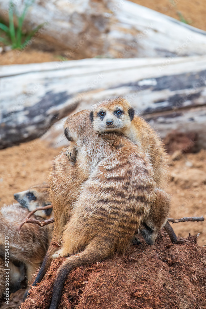 Fototapeta premium A group of cute meerkats. Meerkat Family are sunbathing.