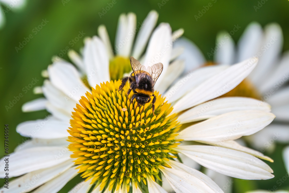 A closeup shot of a bee collecting pollen on a white echinacea flower A closeup shot of a bee collecting pollen on a white echinacea flower