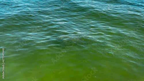 Dolphin. Dolphin eating fish. Florida fishing. Gulf of Mexico. Clearwater beach Florida  photo