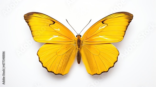  a close up of a yellow butterfly on a white background with only one wing folded in the shape of a butterfly.