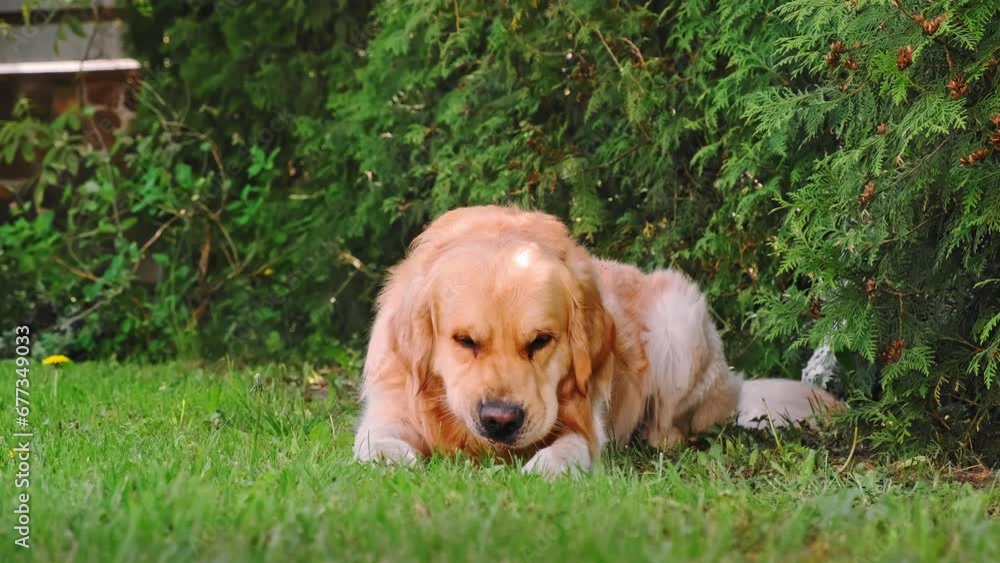 Golden retriever dog chewing on a stick lying on green grass at daylight. Playful mood. Dog plays. High quality 4k footage. Golden retriever dog chewing on a stick lying on green grass at daylight. Playful mood. Dog plays. High quality 4k footage.