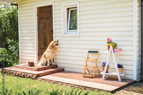 Loyal Golden Retriever Dog sitting on the house doorstep and waiting his owner. Top Quality Pedigree Dog Breed Specimen Shows it's Smartness, Cuteness, Noble Beauty. Best friend concept. Countryside