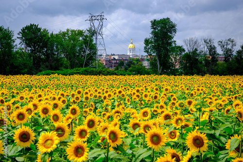 The New Hampshire State House from the sunflower field photo