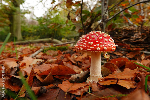 Closeup on a signle fresh brilliant red and white spotted Fly agaric, Amanita muscaria, on he forest floor