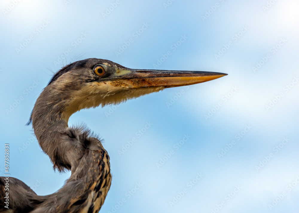 Graceful Grey Heron (Ardea cinerea) Graceful Grey Heron (Ardea cinerea)