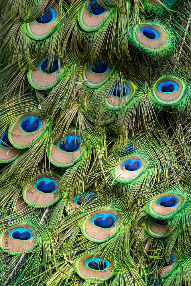 Fototapeta premium Close up of colourful peacock tail feathers.