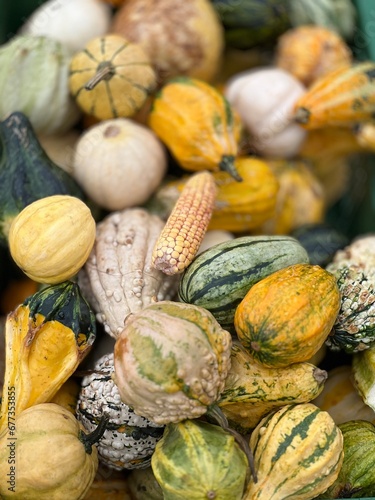 pumpkins and gourds