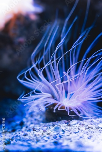 Φωτογραφία Vertical shot of a sea anemone in an aquarium