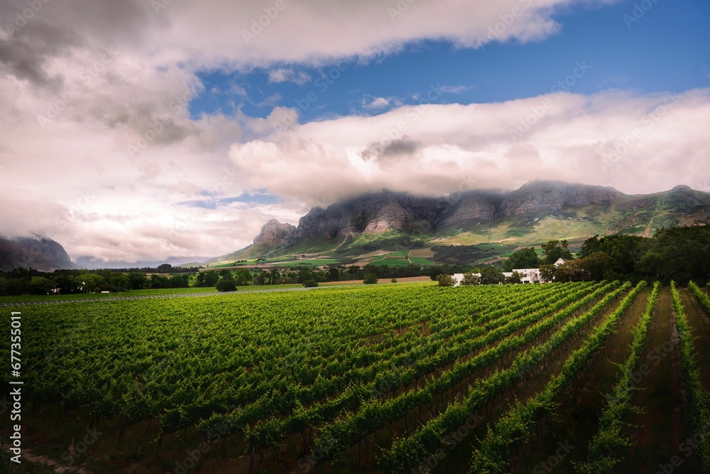 Beautiful shot of a green wine farm field with a background of mountains in the Western Cape Town