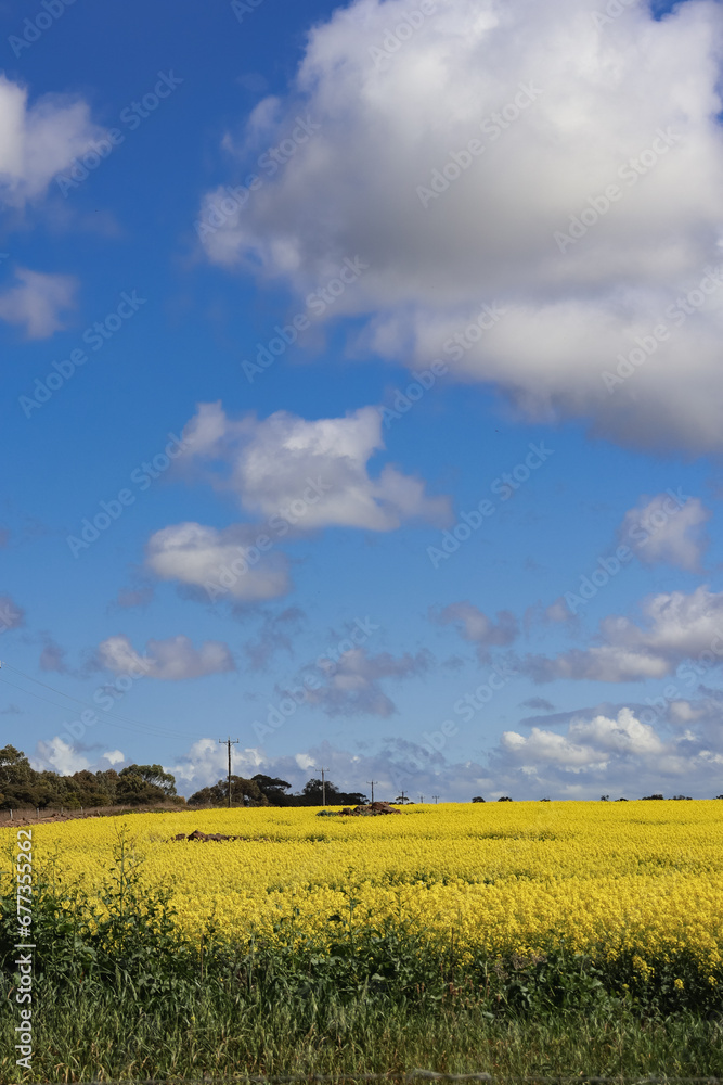 rapeseed canola field and sky