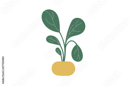 plant in a pot