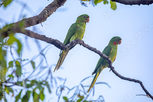The Rare parrot, parakeet Brazilian (Psittacara leucophthalmus) known as 
