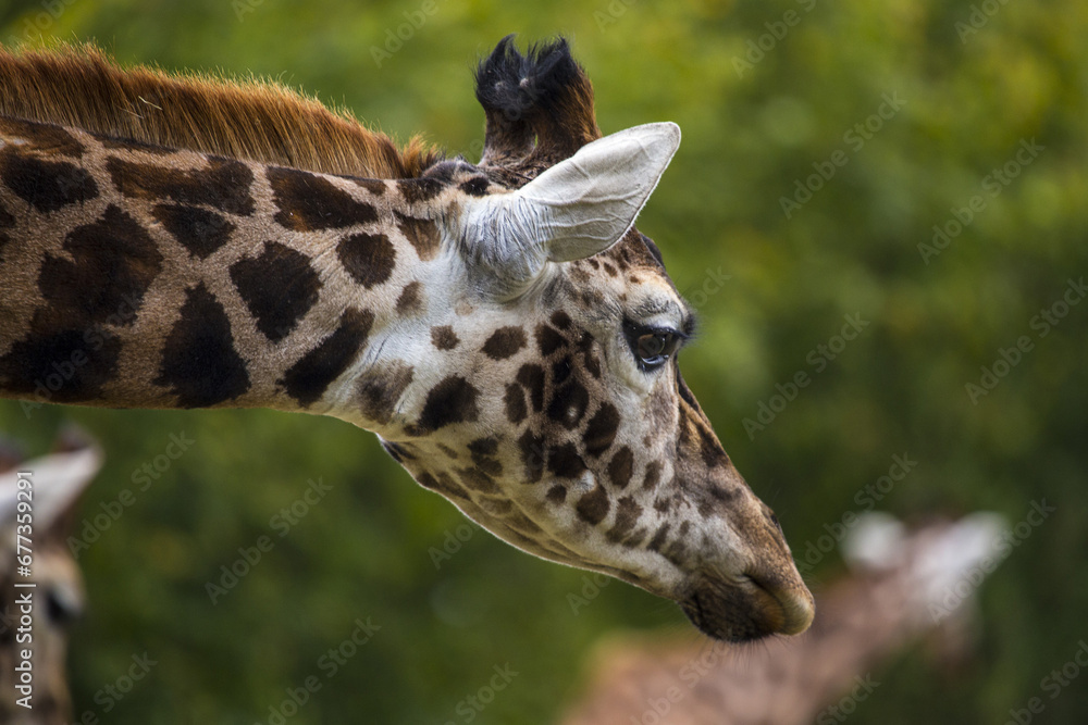 Fototapeta premium Towering Giraffe (Giraffa camelopardalis)