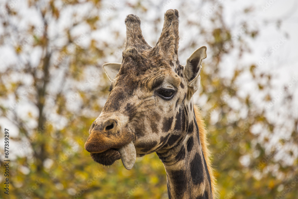 Fototapeta premium Towering Giraffe (Giraffa camelopardalis)