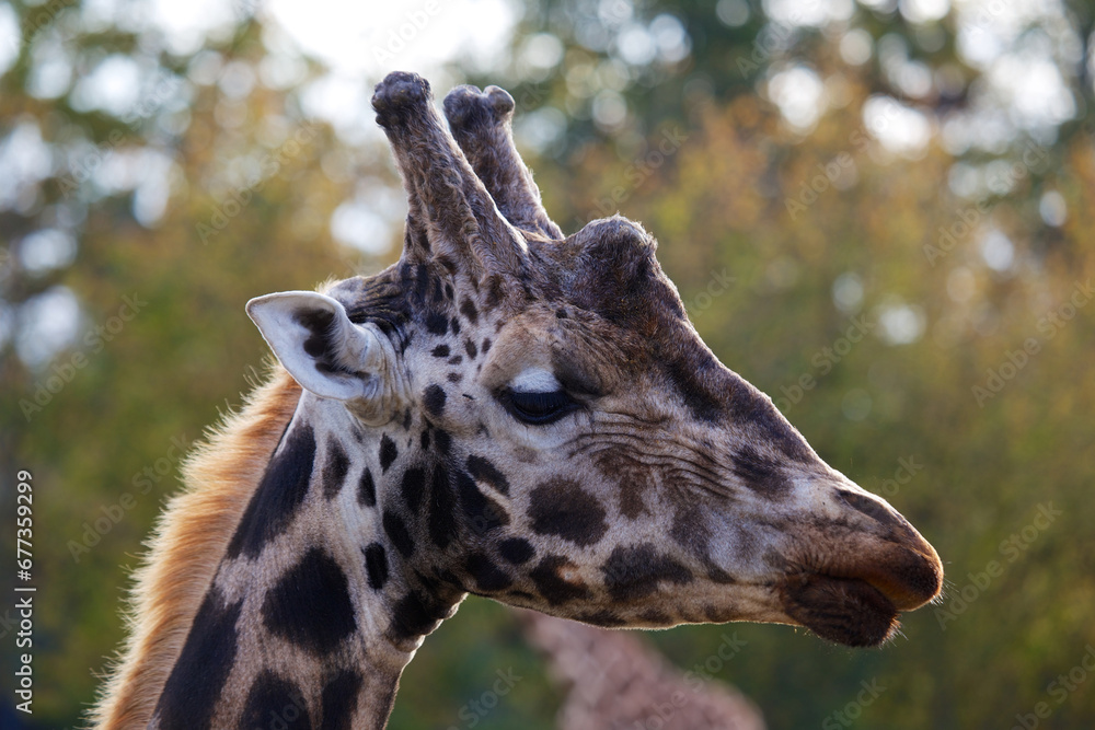 Towering Giraffe (Giraffa camelopardalis) Towering Giraffe (Giraffa camelopardalis)