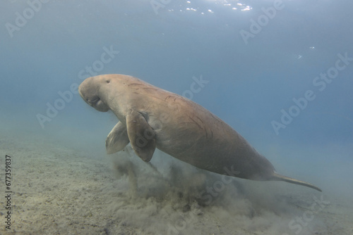 Dugong (Dugong dugon) underwater. Sea cow.