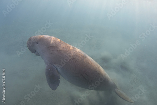 Dugong (Dugong dugon) underwater. Sea cow.