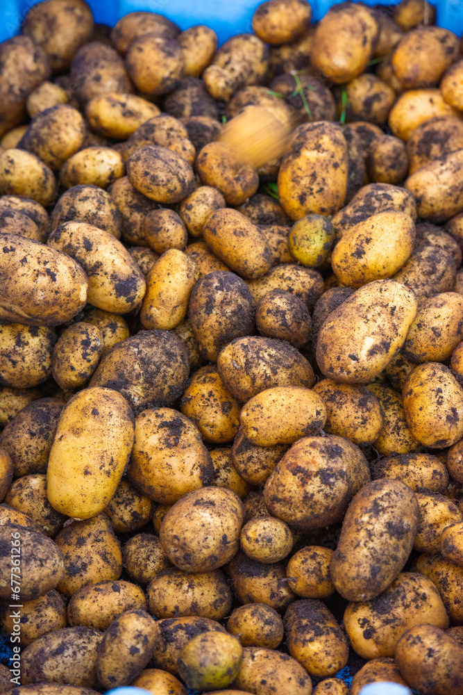 Freshly picked potatoes ready for washing and cooking. Freshly picked potatoes ready for washing and cooking.