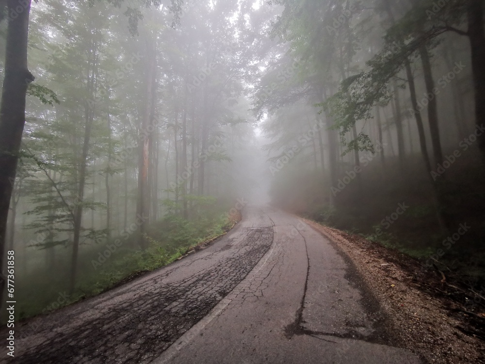 Old road through beautiful foggy forest